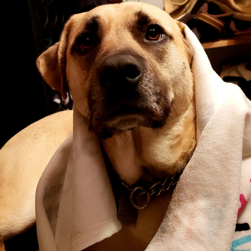 Selling items to support foster pets🐶🦄🐾